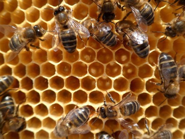 Mueren miles de abejas por aplicación de un tóxico en naranjales salteños