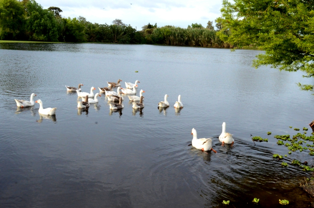Cuenta regresiva para el Festival Todos Por el Lago