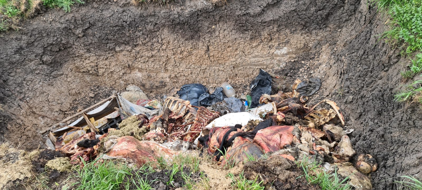 Urgente: Delincuentes logran vender animales robados a industria frigorífica