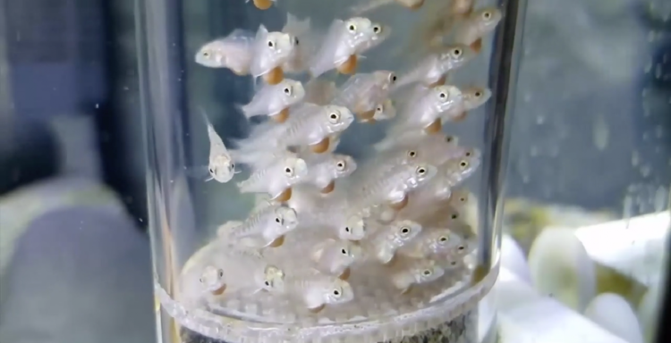 Uruguay se encamina a un plan nacional de explotación de peces en cautiverio en predios rurales