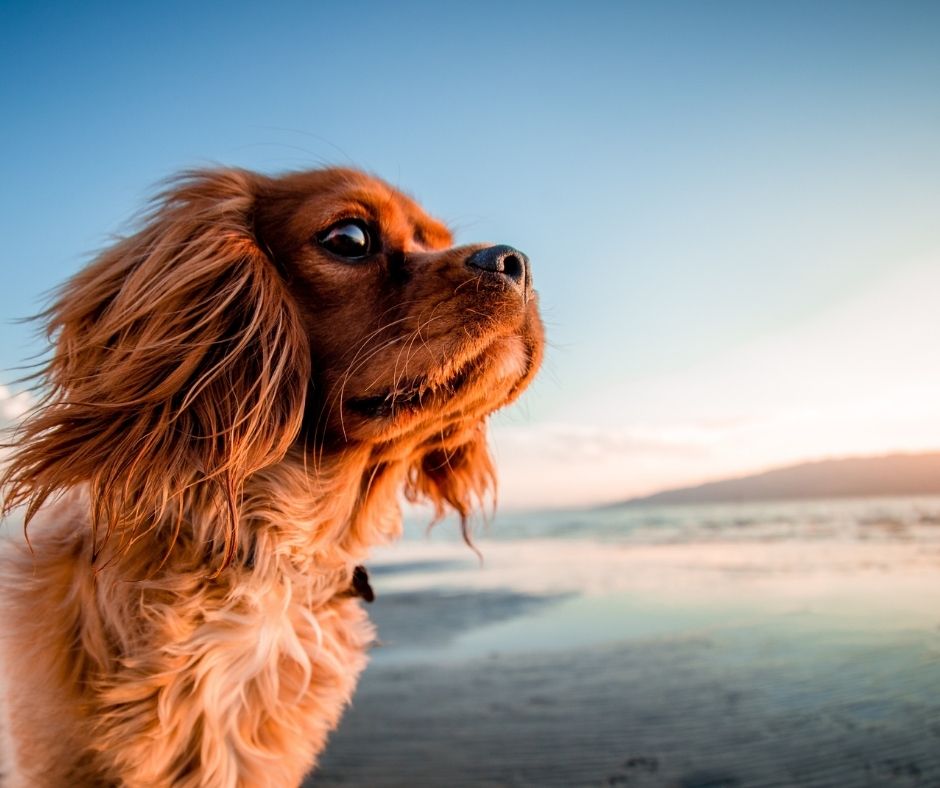 Castrarán 160.000 canes por año y chipeo será obligatorio