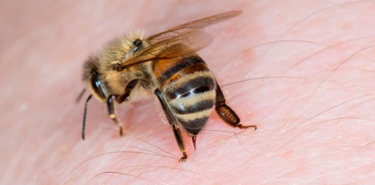 Abejas atacaron a 15 personas en Mariscala