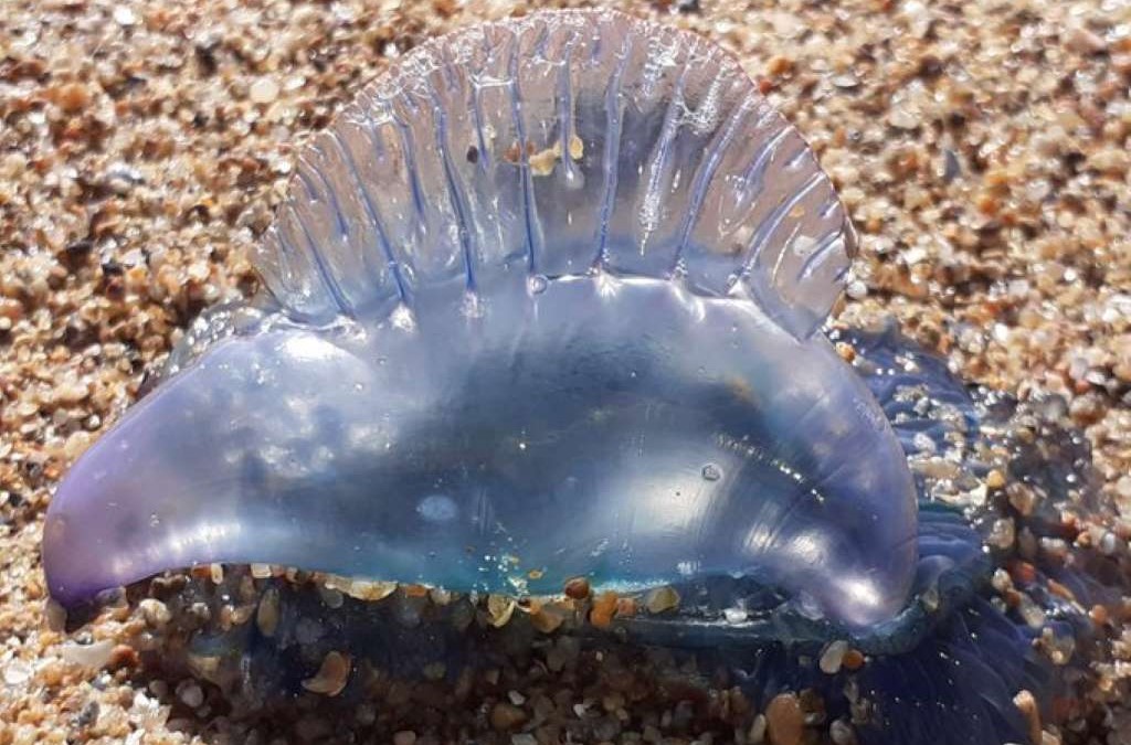 DINARA advierte por “Fragata Portuguesa”