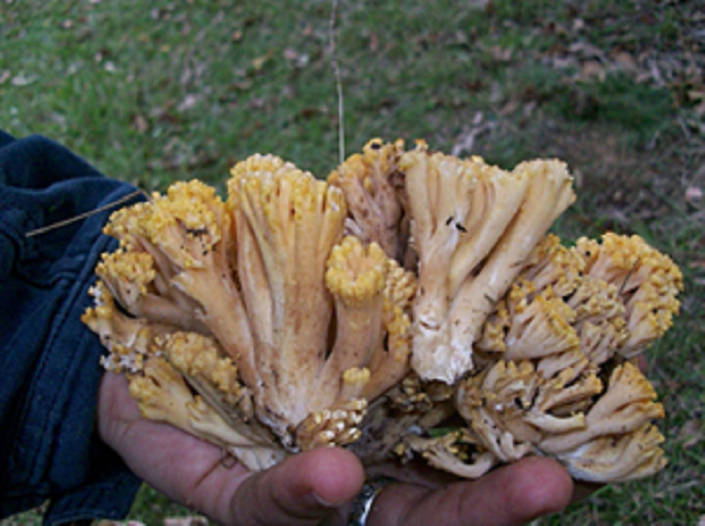 Alertan por intoxicación a animales por hongo del eucalipto