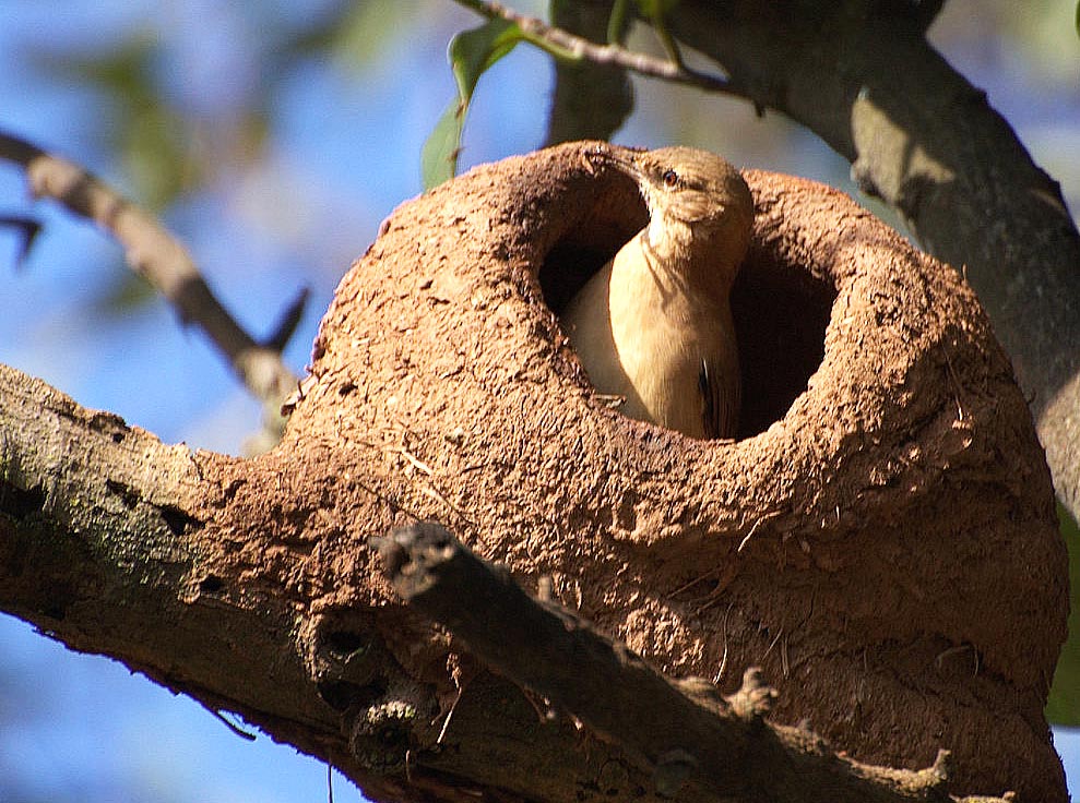 Mevir cumple 55 años en el Día de la Vivienda Rural