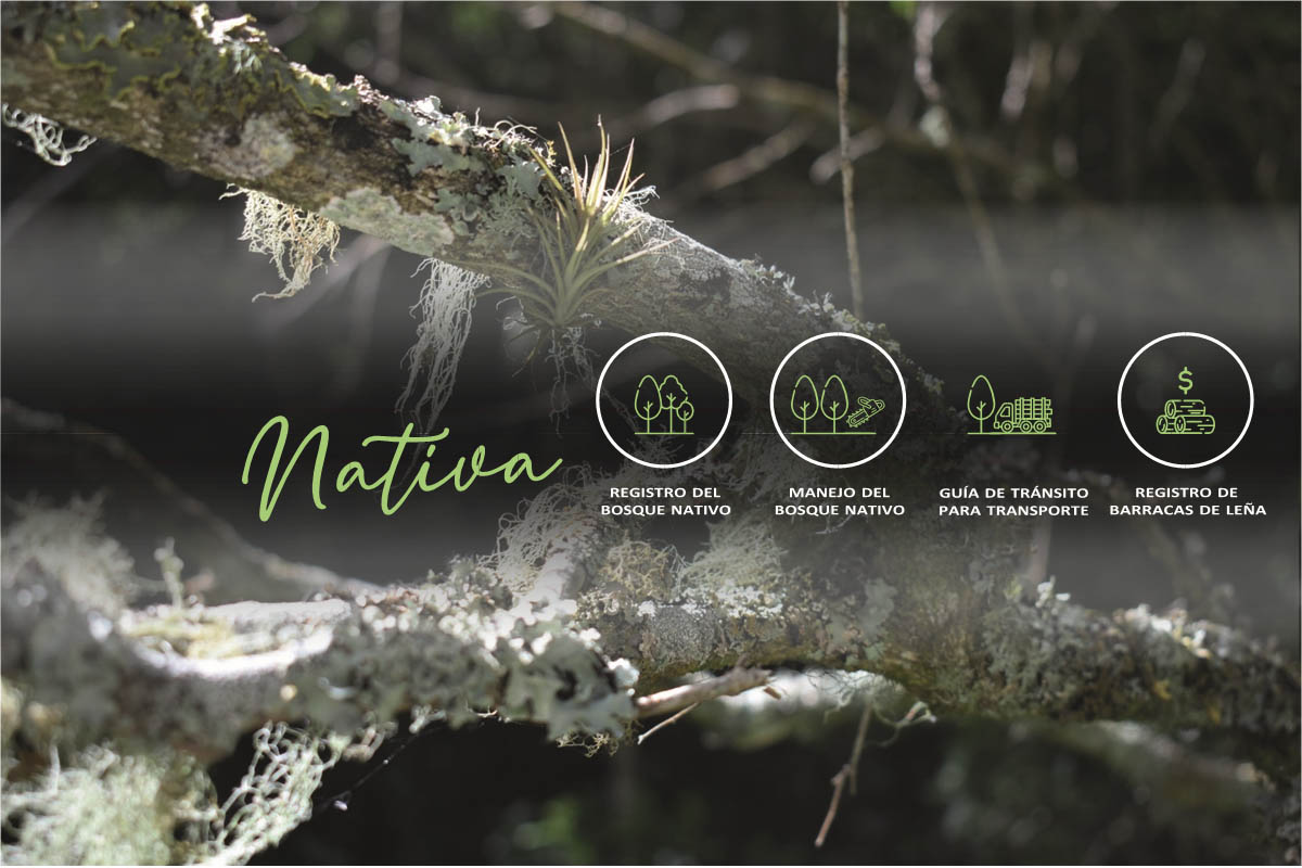 Crece el bosque nativo en Uruguay en región que deforesta