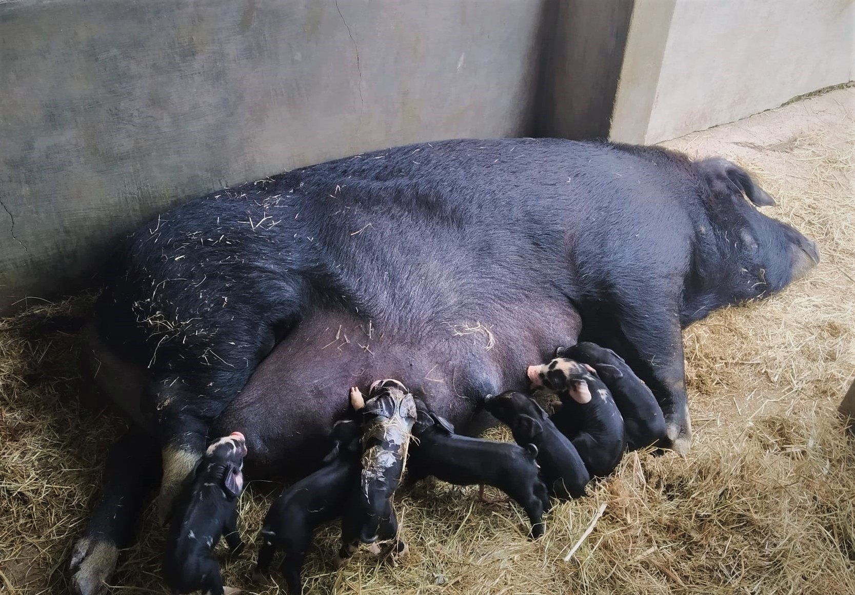 La producción familiar tiene su carrera terciaria ¿sabías?