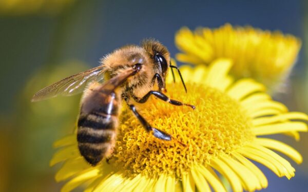 Constatan que muerte de colmenas fue por “exposición ambiental a fitosanitarios”