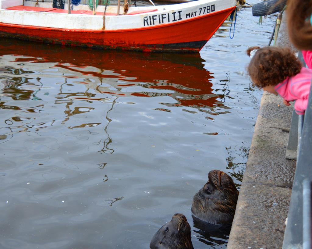 Urgente: confirman positivos de gripe aviar en lobos marinos de Canelones