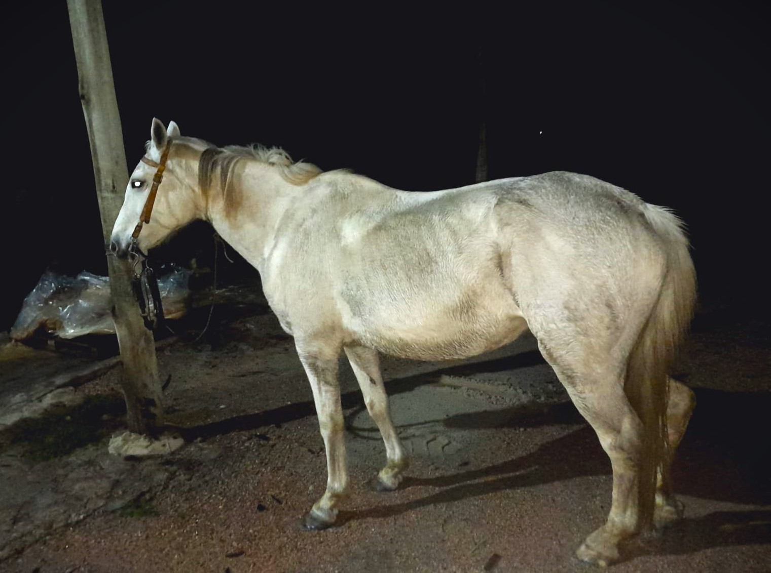 Un adolescente que robaba caballos en refugios fue detenido