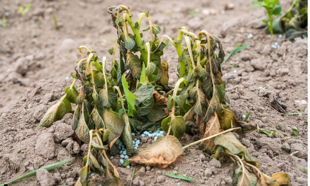 La helada hizo estragos en tomates, frutillas y otros frutos