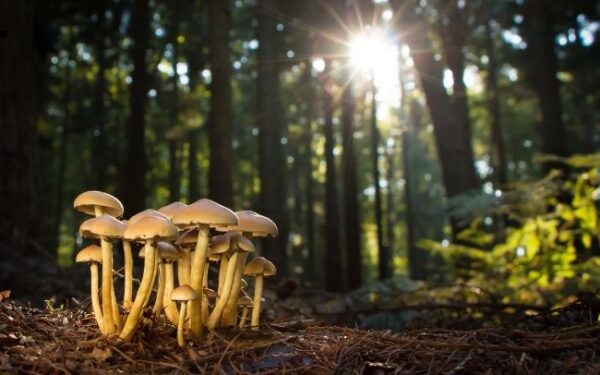 “Aliados invisibles” en suelos afectados por agricultura intensiva en Uruguay