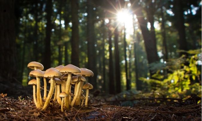 “Aliados invisibles” en suelos afectados por agricultura intensiva en Uruguay