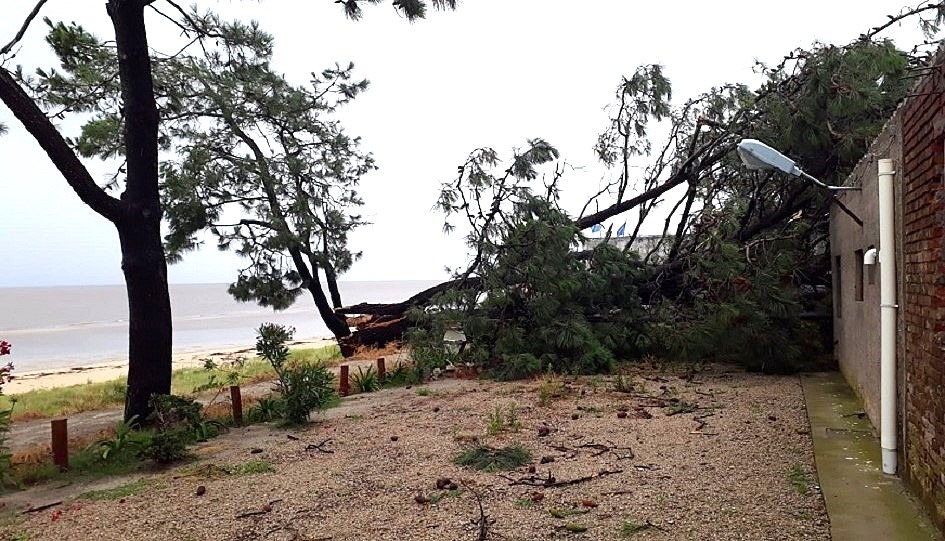 Canelones, 20 árboles caídos y voladura de un techo durante temporal