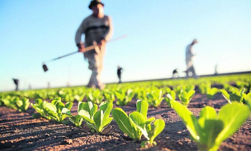 Jovenes rurales en su día, raices fuertes amenazadas por desigualdad