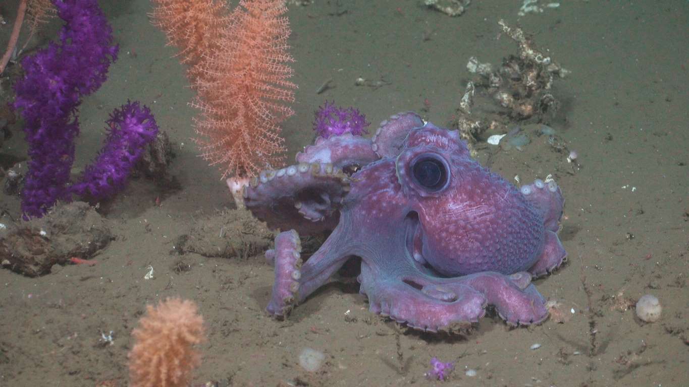 Del fondo marino uruguayo a todo el mundo