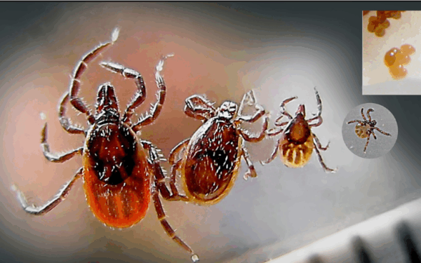 Uruguay comienza a probar vacuna contra garrapatas en noviembre