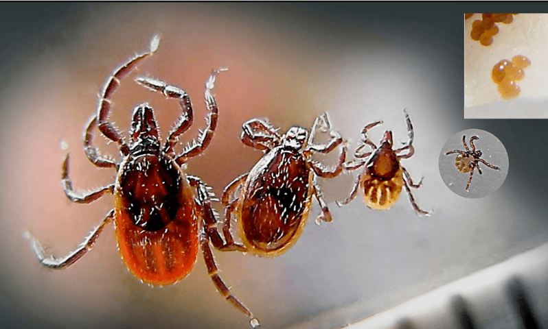 Uruguay comienza a probar vacuna contra garrapatas en noviembre