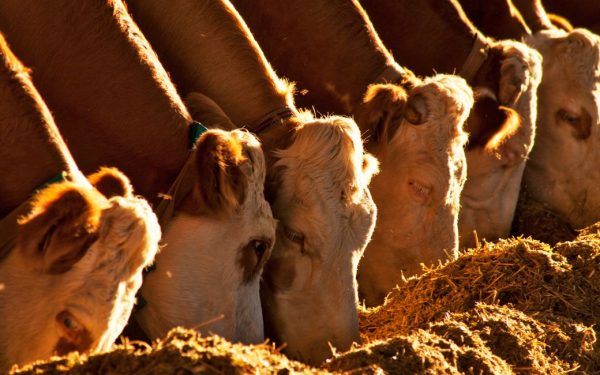 Ganado conectado por wi fi, la evolución de la caravana