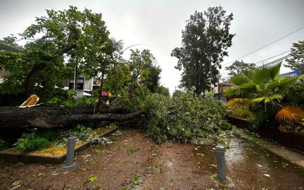 “Temporal comparable al de 2005”