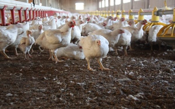 Uruguay en emergencia por gripe aviar cadena productiva busca blindarse y observa mercados