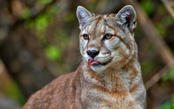 Buscan a un puma suelto en Nicolich, Canelones