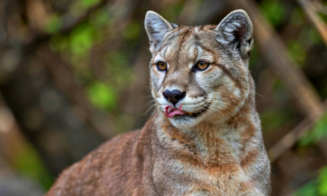 Buscan a un puma suelto en Nicolich, Canelones