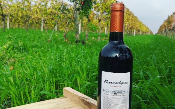 Cooperativa Vicca de Canelones será principal proovedora de Albariño a gran bodega española