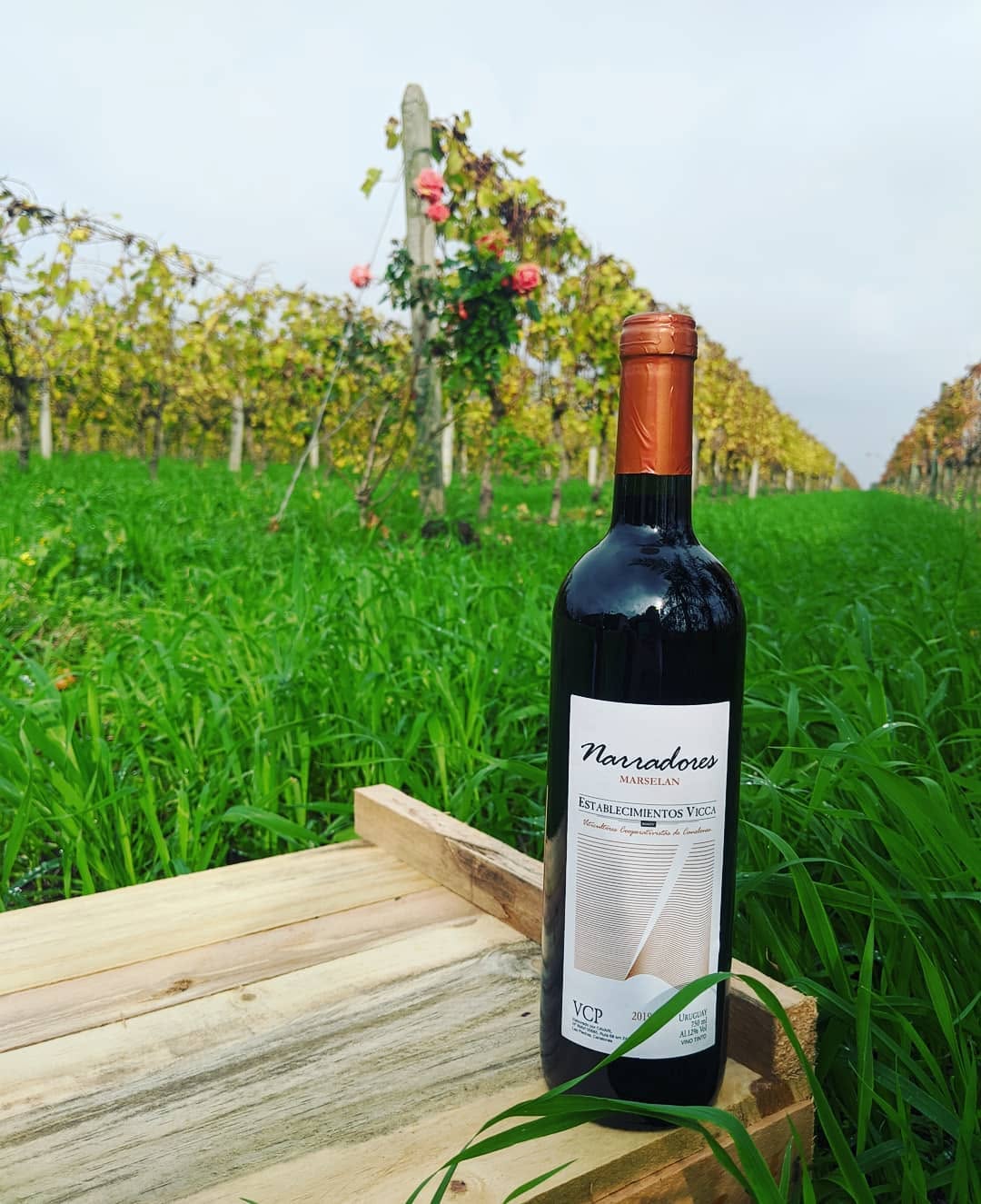 Cooperativa Vicca de Canelones será principal proovedora de Albariño a gran bodega española