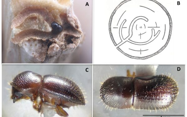 Nueva plaga amenaza diversos árboles en nuestro país