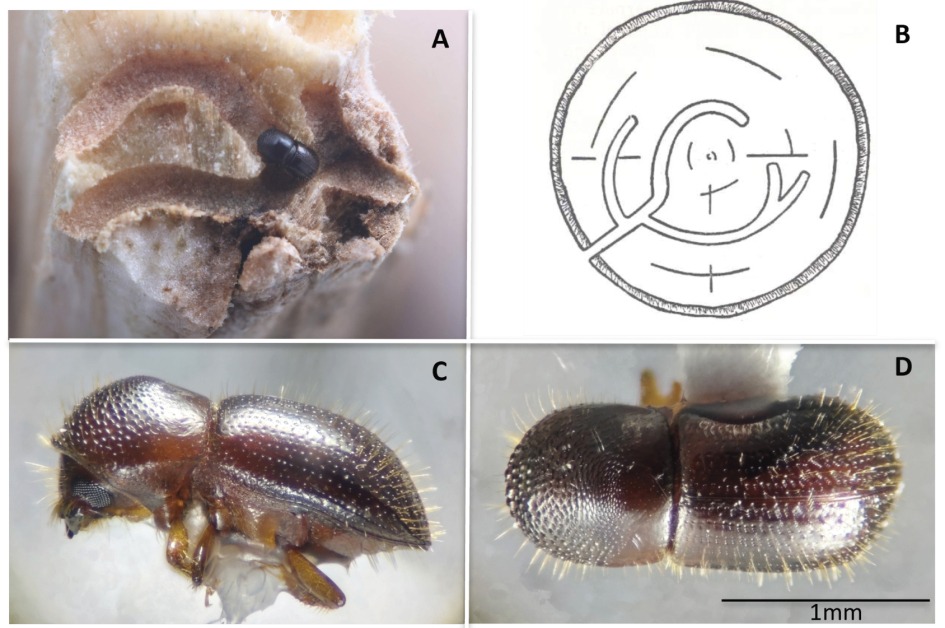 Nueva plaga amenaza diversos árboles en nuestro país