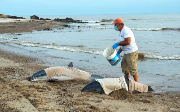 Varamiento de delfines, definen protocolos y grupos de accion en rescate de fauna