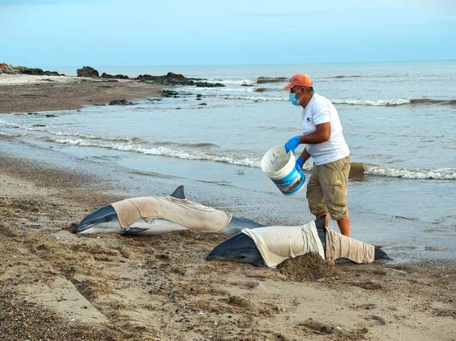 Varamiento de delfines, definen protocolos y grupos de accion en rescate de fauna