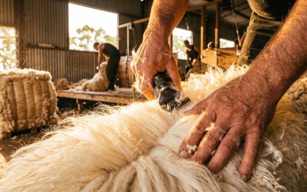 Comienzan las esquilas pre parto en ovinos de todo el país